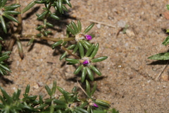 Portulaca pilosa