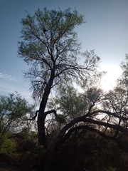 Prosopis flexuosa