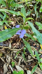 Coleotrype natalensis