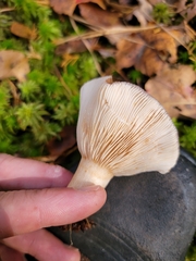 Lactarius mucidus