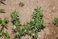 Portulaca pilosa