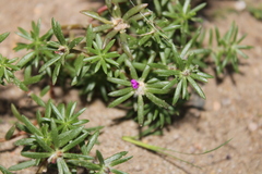 Portulaca pilosa