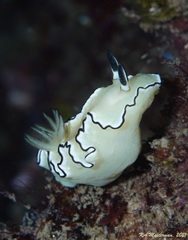 Doriprismatica atromarginata