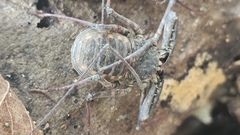Amblypygi