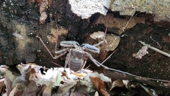 Amblypygi