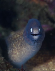 Gymnothorax thyrsoideus