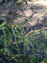 Prosopis flexuosa