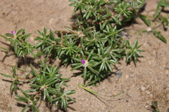 Portulaca pilosa