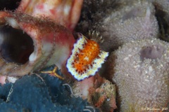 Goniobranchus collingwoodi