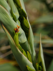 Phormium cookianum hookeri