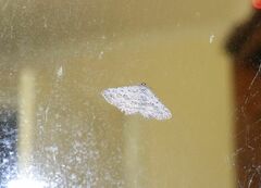 Psilosticha absorpta