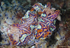 Miamira flavicostata