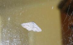 Psilosticha absorpta