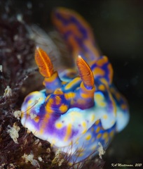 Miamira flavicostata