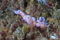 Phyllodesmium poindimiei