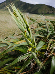 Phormium cookianum hookeri