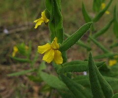 Goodenia amplexans