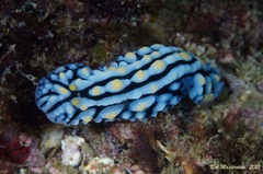 Phyllidia varicosa