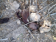 Prosopanche americana