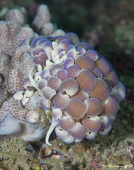 Phyllodesmium magnum
