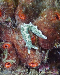 Thuridilla carlsoni