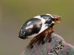 Bathyllus albicinctus