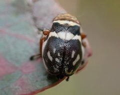 Bathyllus albicinctus