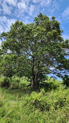 Syzygium cordatum
