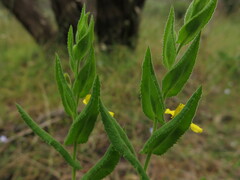 Goodenia amplexans