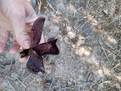 Prosopanche americana