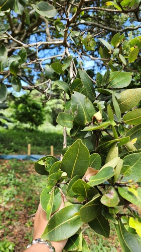 Syzygium cordatum