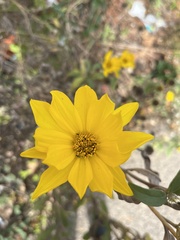 Helianthus maximiliani