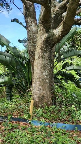 Syzygium cordatum