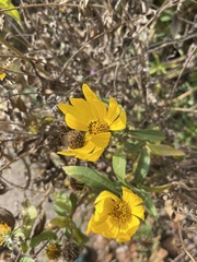 Helianthus maximiliani