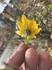 Helianthus maximiliani