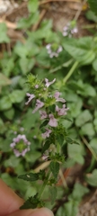 Stachys gilliesii