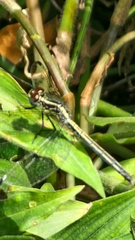 Hemistigma albipunctum