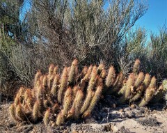 Trichocereus strigosus