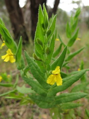 Goodenia amplexans