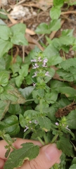 Stachys gilliesii