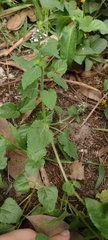 Stachys gilliesii