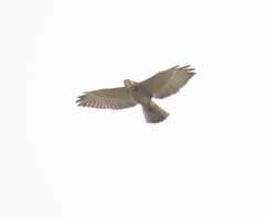 Buteo platypterus