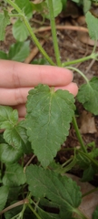 Stachys gilliesii