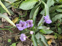 Ruellia simplex