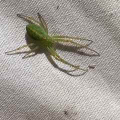 Araneus talipedatus