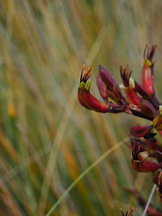 Phormium