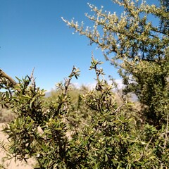 Atamisquea emarginata