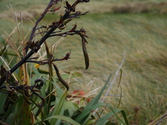 Phormium