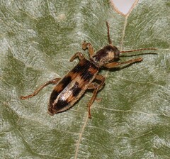Cymatodera undulata
