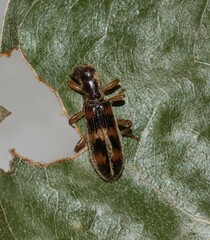 Cymatodera undulata
